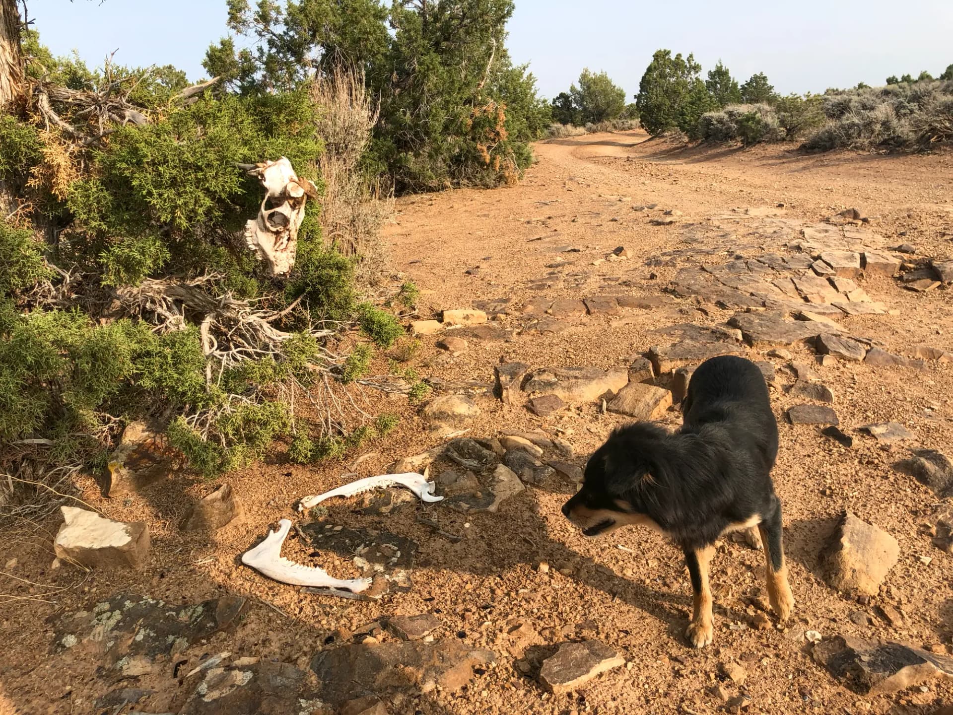 Image of a Cow skull