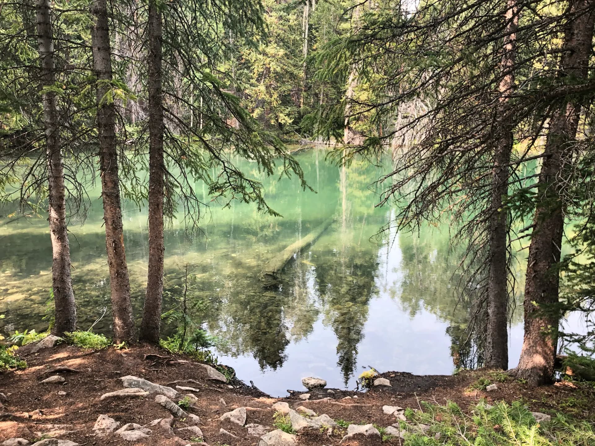 Image of a Cow skull